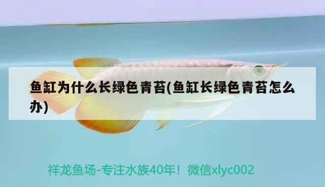 珠海魚缸龍魚世家水族館優(yōu)惠（珠海水族館 龍魚世家水族館專注） 進(jìn)口元寶鳳凰魚 第2張