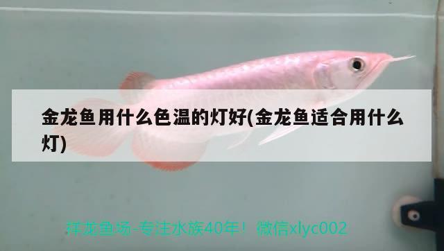 金龍魚用什么色溫的燈好(金龍魚適合用什么燈) 魚缸等水族設(shè)備