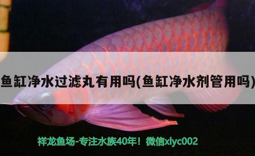 魚缸凈水過濾丸有用嗎(魚缸凈水劑管用嗎) 巴卡雷龍魚