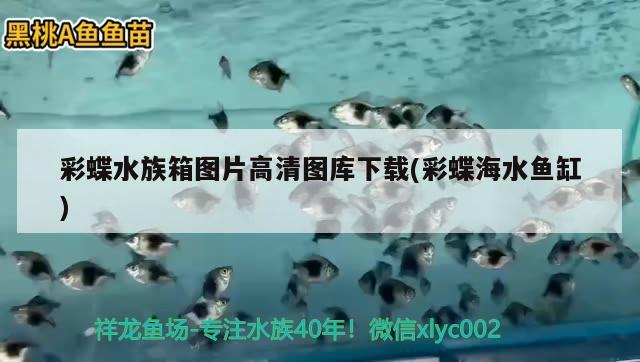 彩蝶水族箱圖片高清圖庫下載(彩蝶海水魚缸) 海水魚