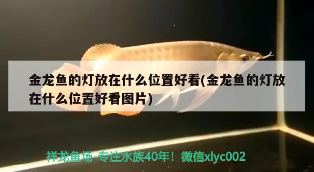 金龍魚的燈放在什么位置好看(金龍魚的燈放在什么位置好看圖片)