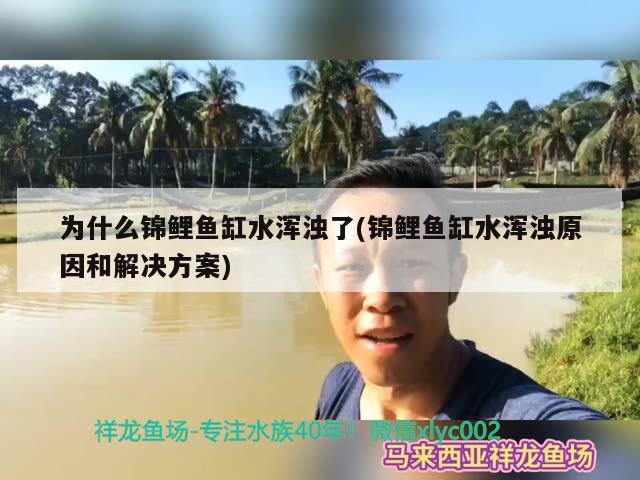 為什么錦鯉魚缸水渾濁了(錦鯉魚缸水渾濁原因和解決方案)