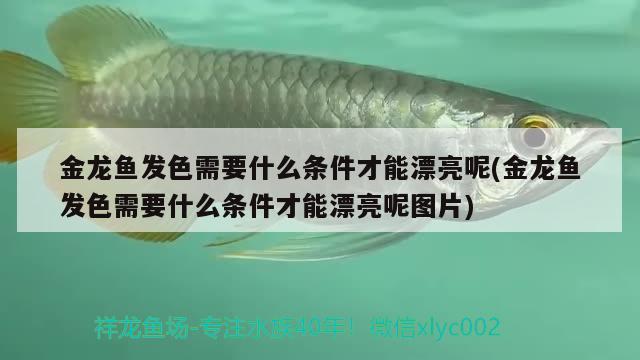 金龍魚發(fā)色需要什么條件才能漂亮呢(金龍魚發(fā)色需要什么條件才能漂亮呢圖片)