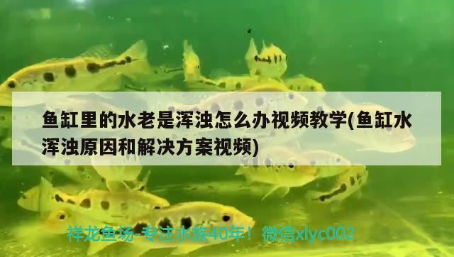 魚(yú)缸里的水老是渾濁怎么辦視頻教學(xué)(魚(yú)缸水渾濁原因和解決方案視頻) 戰(zhàn)車(chē)紅龍魚(yú)