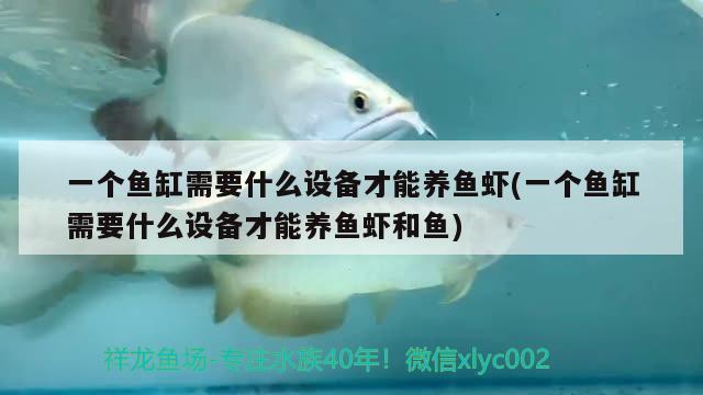 一個(gè)魚(yú)缸需要什么設(shè)備才能養(yǎng)魚(yú)蝦(一個(gè)魚(yú)缸需要什么設(shè)備才能養(yǎng)魚(yú)蝦和魚(yú)) 水族品牌 第2張