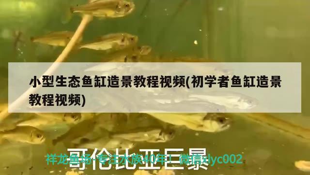 小型生態(tài)魚(yú)缸造景教程視頻(初學(xué)者魚(yú)缸造景教程視頻) 馬拉莫寶石魚(yú)苗