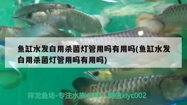 魚(yú)缸水發(fā)白用殺菌燈管用嗎有用嗎(魚(yú)缸水發(fā)白用殺菌燈管用嗎有用嗎)