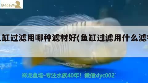 魚缸過(guò)濾用哪種濾材好(魚缸過(guò)濾用什么濾材) 過(guò)背金龍魚