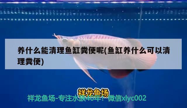 養(yǎng)什么能清理魚(yú)缸糞便呢(魚(yú)缸養(yǎng)什么可以清理糞便) 水族世界