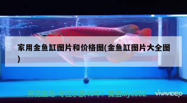 金龍魚腸炎怎么治愈用大白片用效果嗎，龍魚腸道感染怎么治