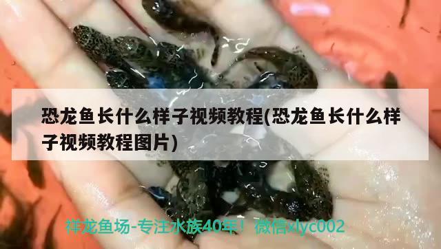 金頭龍魚多大不會(huì)反垢?（金頭金龍魚多大發(fā)色）