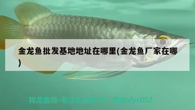 淮南魚缸水草養(yǎng)殖基地在哪里有賣：淮南哪里有賣魚缸地址