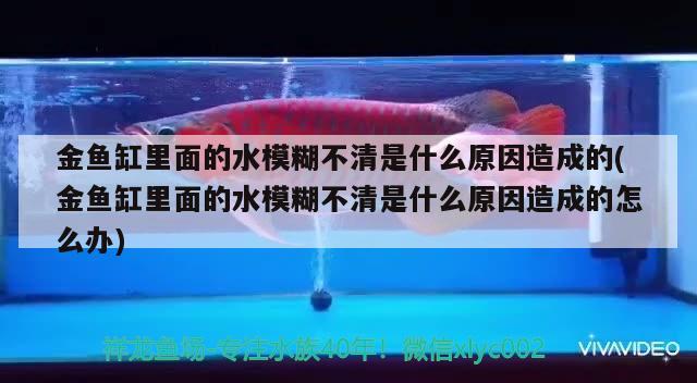 金魚缸里面的水模糊不清是什么原因造成的(金魚缸里面的水模糊不清是什么原因造成的怎么辦) 大日玉鯖魚