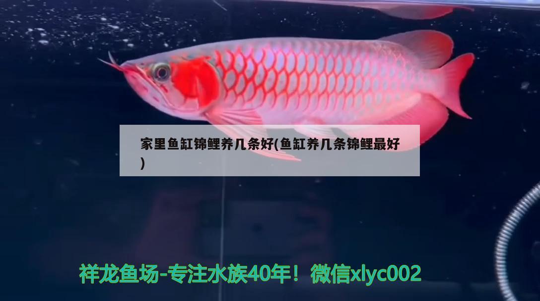 家里魚缸錦鯉養(yǎng)幾條好(魚缸養(yǎng)幾條錦鯉最好) 委內(nèi)瑞拉奧里諾三間魚苗