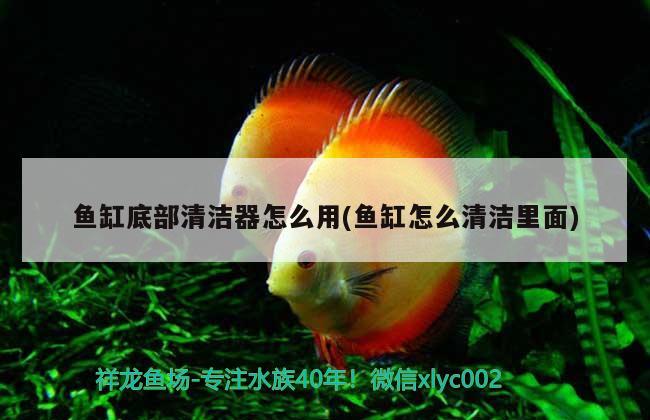 魚(yú)白毛病了還可以開(kāi)魚(yú)缸燈嗎(魚(yú)缸開(kāi)燈發(fā)白) 稀有紅龍品種