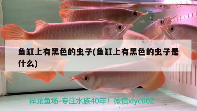 魚缸上有黑色的蟲子(魚缸上有黑色的蟲子是什么) 帝王迷宮