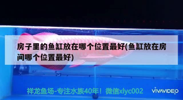 房子里的魚缸放在哪個位置最好(魚缸放在房間哪個位置最好) 白子紅龍魚