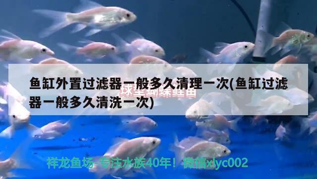 魚缸外置過濾器一般多久清理一次(魚缸過濾器一般多久清洗一次) 虎斑恐龍魚