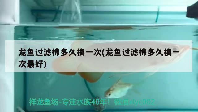 雀鱔 巨骨舌魚：雀鱔魚和巨骨舌魚區(qū)別 巨骨舌魚 第3張