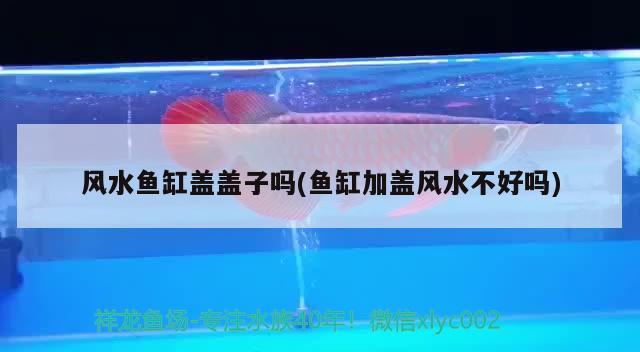 金龍魚擺件魚頭朝向廚房（金龍魚擺放是頭向里還象外）