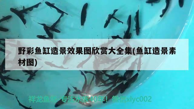 魚缸增氧泵結(jié)構(gòu)圖紙講解（魚缸增氧泵結(jié)構(gòu)圖紙講解大全） 青龍魚 第1張