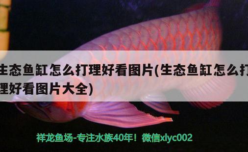 生態(tài)魚缸怎么打理好看圖片(生態(tài)魚缸怎么打理好看圖片大全) 圖騰金龍魚