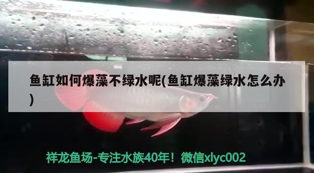 魚缸如何爆藻不綠水呢(魚缸爆藻綠水怎么辦) 黃金鴨嘴魚