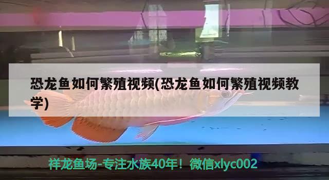 恐龍魚如何繁殖視頻(恐龍魚如何繁殖視頻教學(xué))