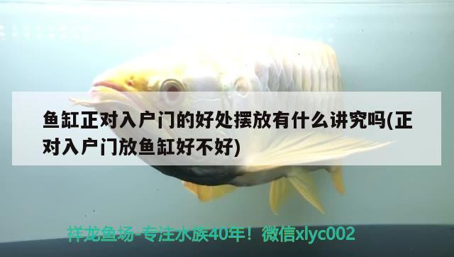 魚缸正對入戶門的好處擺放有什么講究嗎(正對入戶門放魚缸好不好) 硝化細菌