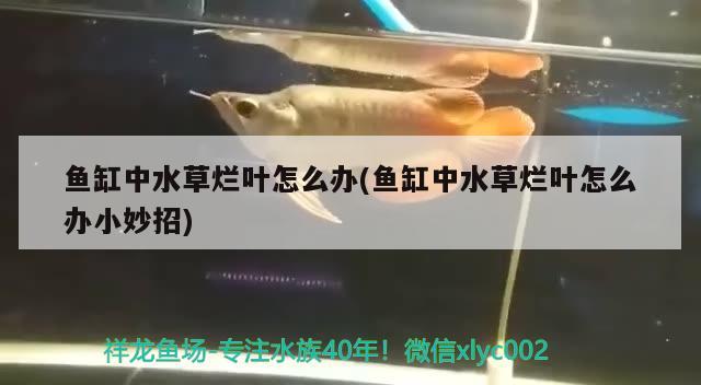 魚缸中水草爛葉怎么辦(魚缸中水草爛葉怎么辦小妙招)