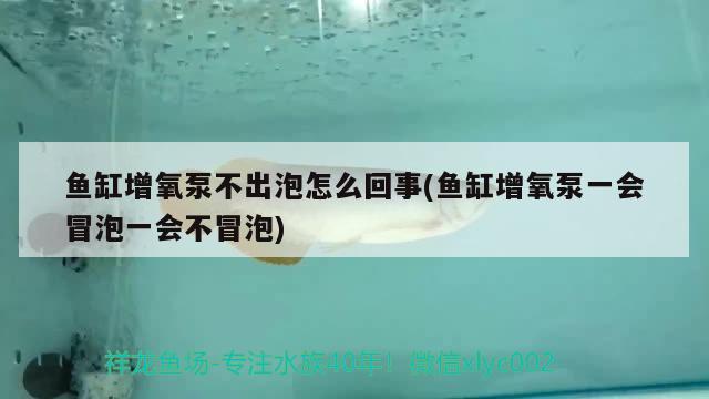 金龍銀龍魚是淡水魚嗎（金龍 銀龍魚） 銀龍魚 第2張