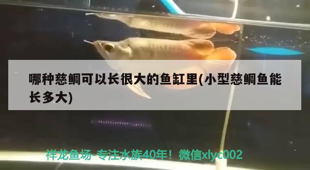 哪種慈鯛可以長很大的魚缸里(小型慈鯛魚能長多大) 一眉道人魚