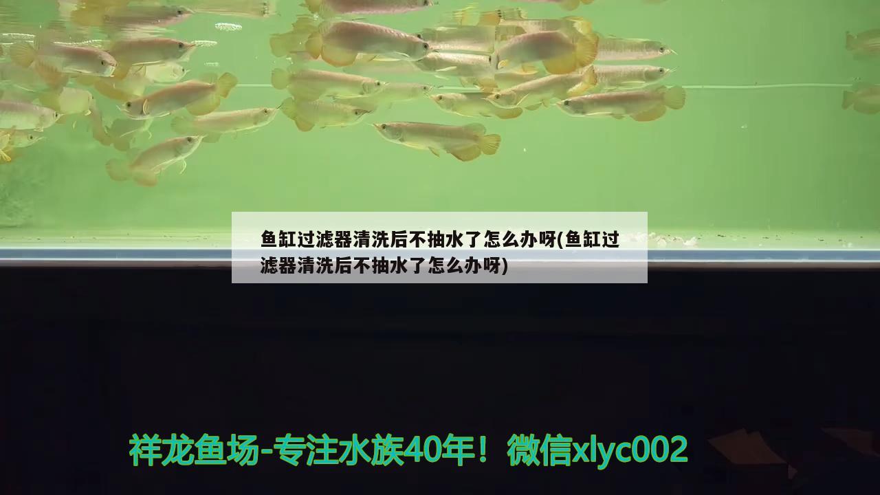 魚缸過(guò)濾器清洗后不抽水了怎么辦呀(魚缸過(guò)濾器清洗后不抽水了怎么辦呀)