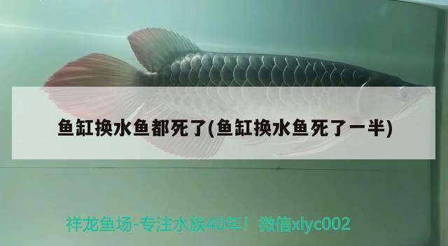 魚(yú)缸換水魚(yú)都死了(魚(yú)缸換水魚(yú)死了一半)