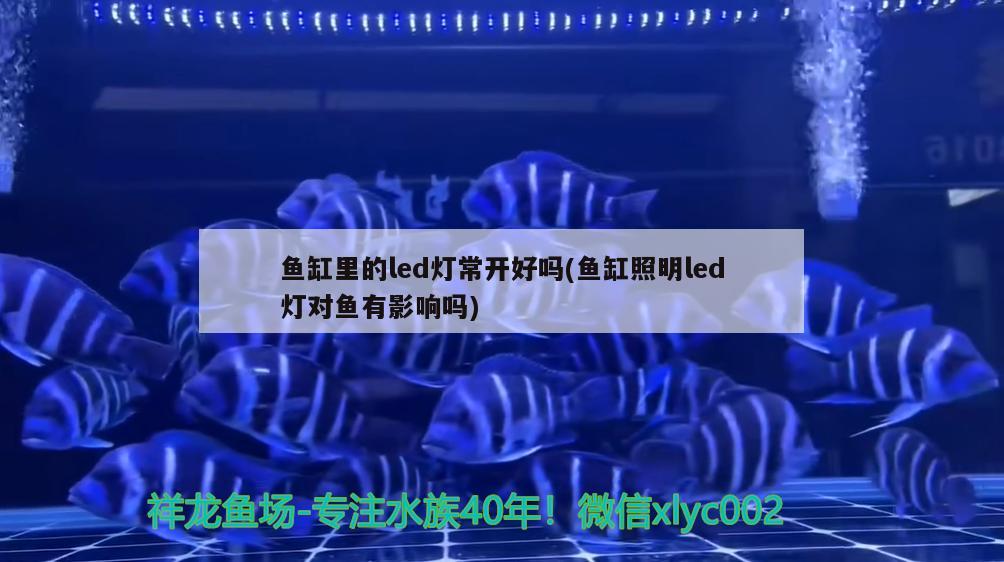 魚缸里的led燈常開好嗎(魚缸照明led燈對魚有影響嗎) 斑馬鴨嘴魚苗