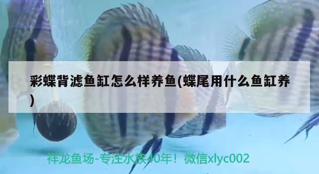 彩蝶背濾魚缸怎么樣養(yǎng)魚(蝶尾用什么魚缸養(yǎng)) 除藻劑