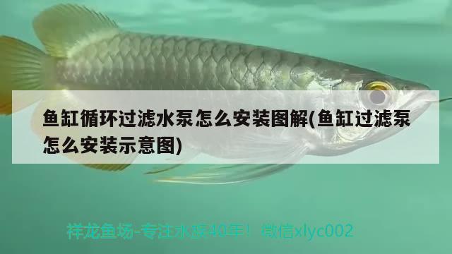 魚(yú)缸循環(huán)過(guò)濾水泵怎么安裝圖解(魚(yú)缸過(guò)濾泵怎么安裝示意圖)