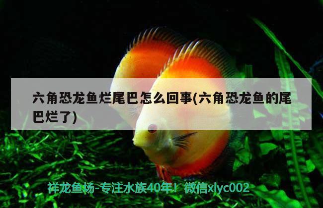 鄂爾多斯水族批發(fā)市場(chǎng)在哪里啊電話，我國(guó)一共有多少個(gè)省 觀賞魚水族批發(fā)市場(chǎng) 第1張