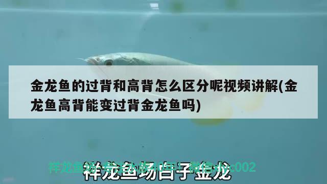 銀龍魚尾巴下垂是怎么回事，銀龍魚尾巴向上翹是咋回事