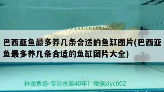 魚缸什么底色的好看(魚缸什么底色的好看圖片) 南美異型魚