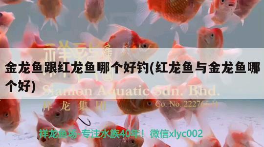 金龍魚跟紅龍魚哪個(gè)好釣(紅龍魚與金龍魚哪個(gè)好) 垂釣樂園