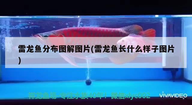 雷龍魚分布圖解圖片(雷龍魚長什么樣子圖片) 喂食器