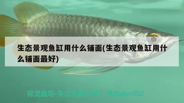 生態(tài)景觀魚缸用什么鋪面(生態(tài)景觀魚缸用什么鋪面最好) 薩伊藍(lán)魚