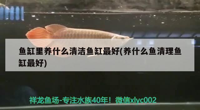 魚缸里養(yǎng)什么清潔魚缸最好(養(yǎng)什么魚清理魚缸最好) 帝王迷宮