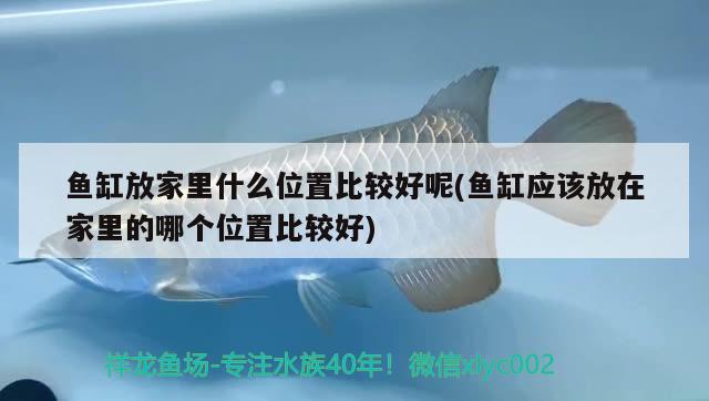 魚缸放家里什么位置比較好呢(魚缸應(yīng)該放在家里的哪個(gè)位置比較好)