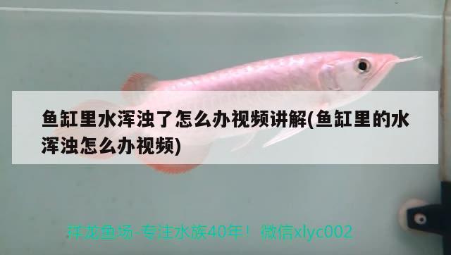 魚(yú)缸里水渾濁了怎么辦視頻講解(魚(yú)缸里的水渾濁怎么辦視頻) 大嘴鯨魚(yú)