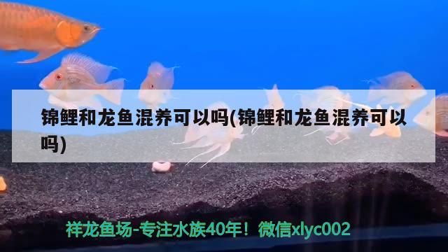 錦鯉和龍魚混養(yǎng)可以嗎(錦鯉和龍魚混養(yǎng)可以嗎) 魚缸/水族箱