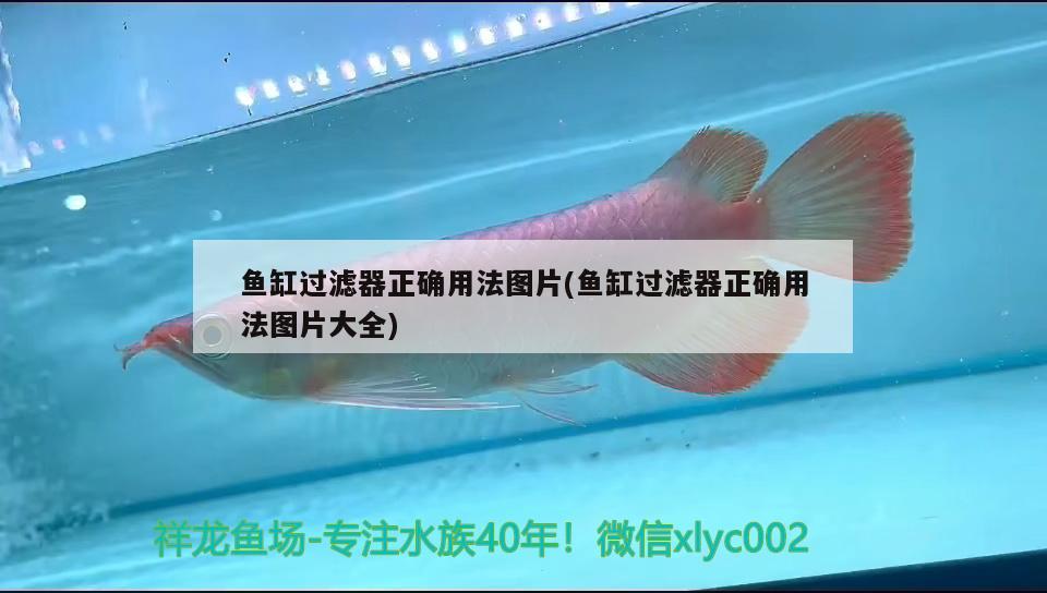 魚(yú)缸過(guò)濾器正確用法圖片(魚(yú)缸過(guò)濾器正確用法圖片大全) 大嘴鯨魚(yú)