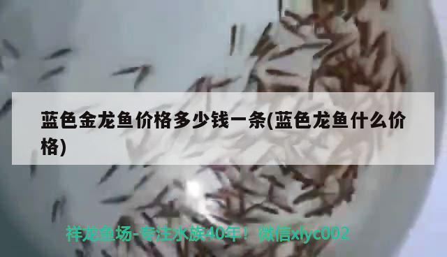 魟魚怎么養(yǎng):魟魚的飼養(yǎng):魟魚飼養(yǎng):魟魚:觀賞魚百科 朱巴利魚 第3張