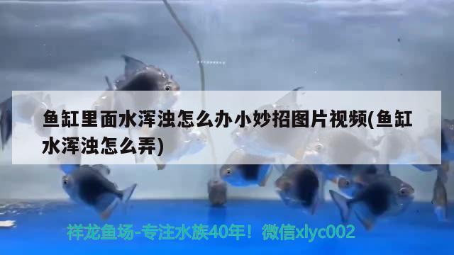 魚缸里面水渾濁怎么辦小妙招圖片視頻(魚缸水渾濁怎么弄) 龍魚批發(fā)